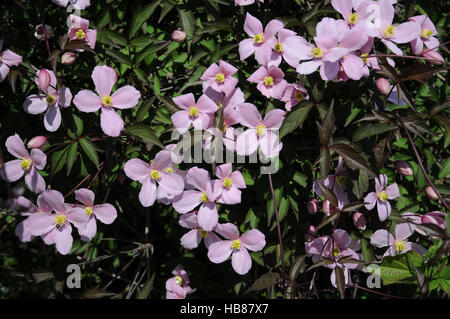 Clematis montana Rubens, Anemone clematis Banque D'Images