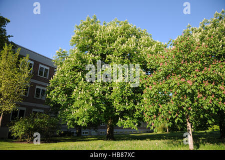 Aesculus hippocastanum, marronnier Banque D'Images