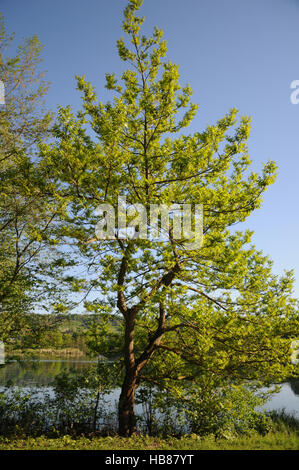 Elaeagnus commutata, caucasien wingnut Banque D'Images