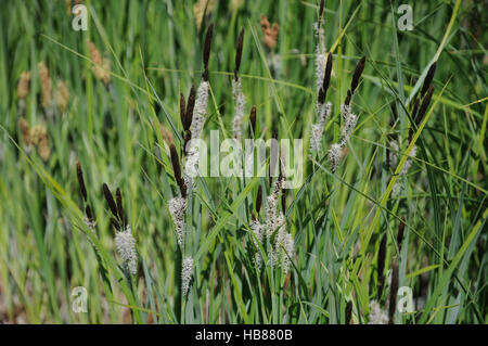 Carex riparia, plus grand étang carex Banque D'Images