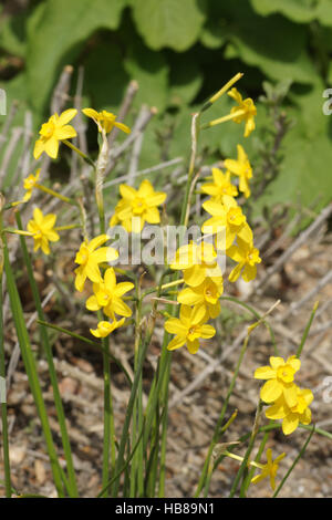 Narcissus jonquilla, Jonquil Banque D'Images