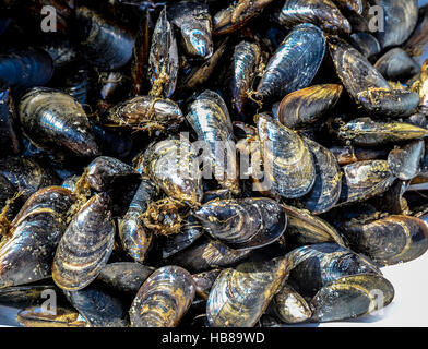 Moules dans market Banque D'Images