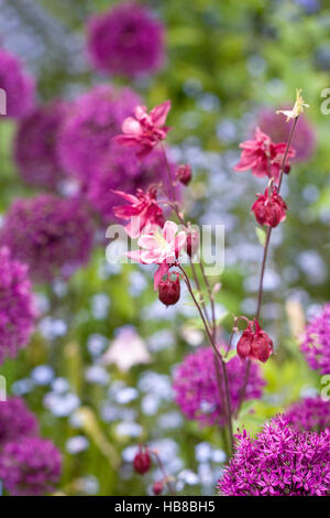 Aquilegia rose chez les Allium fleurs dans un chalet. Banque D'Images