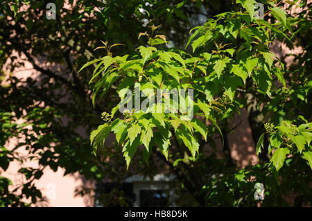 Acer ginnala Acer ginnala, Banque D'Images