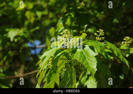 Acer ginnala Acer ginnala, Banque D'Images