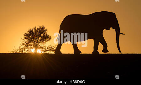 L'éléphant africain (Loxodonta africana), silhouette au coucher du soleil, Zimanga Private Game Reserve, KwaZulu-Natal, Afrique du Sud Banque D'Images