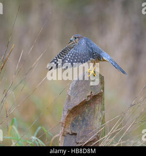 Merlin (Falco columbarius), homme assis sur la pierre et les ailes battantes, Francfort Rhin-main, Bade-Wurtemberg, Allemagne Banque D'Images