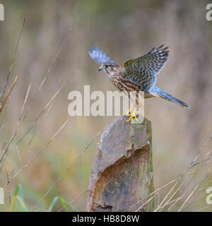 Merlin (Falco columbarius), homme assis sur la pierre et les ailes battantes, Francfort Rhin-main, Bade-Wurtemberg, Allemagne Banque D'Images