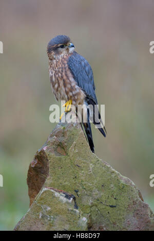 Merlin (Falco columbarius), homme reposant sur le roc, Francfort Rhin-main, Bade-Wurtemberg, Allemagne Banque D'Images