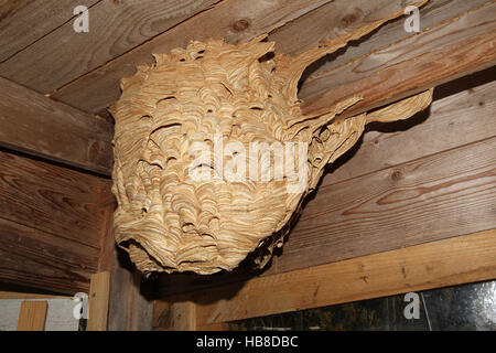 Nid de guêpe (Vespa crabro), Allgäu, Bavière, Allemagne Banque D'Images