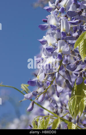 Wisteria sinensis, glycine de Chine Banque D'Images