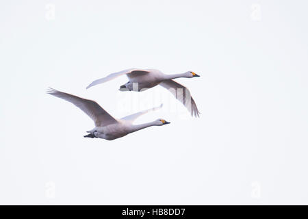 Les cygnes de Bewick (Cygnus bewickii), en vol, de l'Ems, Basse-Saxe, Allemagne Banque D'Images