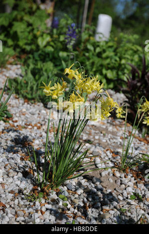 Narcissus jonquilla, jonquille, Jonquil Banque D'Images