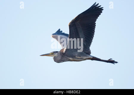 Héron cendré (Ardea cinerea) en vol, de l'Ems, Basse-Saxe, Allemagne Banque D'Images