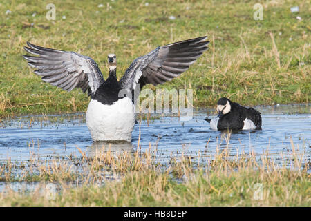 La bernache nonnette (Branta leucopsis) baignade en flaque sur pré, Frise Orientale, Allemagne Banque D'Images