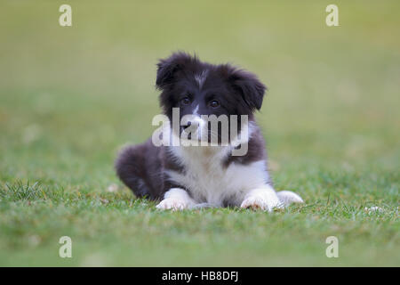 Border Collie (Canis lupus familiaris), chiot couché dans un pré, Nordrhein-Westfalen, Allemagne Banque D'Images