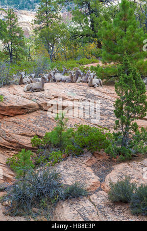 Troupeau de moutons bighorn (Ovis canadensis) sur les roches, Zion National Park, Utah, USA Banque D'Images