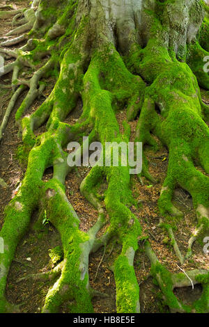 Racines couvert de mousse, européen ou le hêtre commun (Fagus sylvatica) arbre, Fischbachau, Haute-Bavière, Bavière, Allemagne Banque D'Images