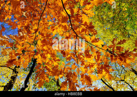 Le chêne rouge ou le chêne (Quercus rubra champion), l'automne feuillage, Rhénanie du Nord-Westphalie, Allemagne Banque D'Images