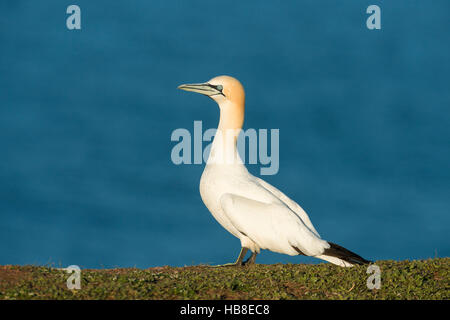 Fou de Bassan (Morus bassanus) Comité permanent, d'Heligoland, Schleswig-Holstein, Allemagne Banque D'Images