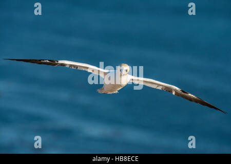 Fou de Bassan (Morus bassanus) en vol, d'Heligoland, Schleswig-Holstein, Allemagne Banque D'Images