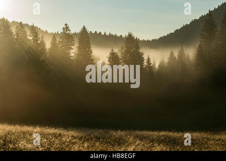 La lumière du soleil qui brillait à travers les arbres, Morning Mist, Loski Potok, Dolenjska, Slovénie Banque D'Images