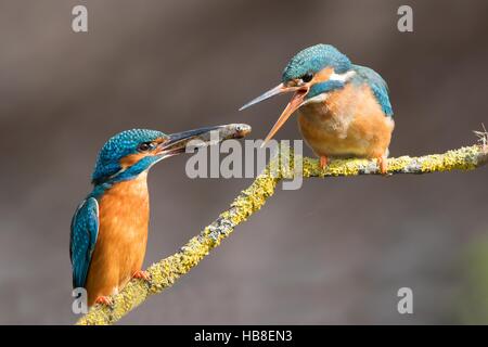 Eurasien, rivière ou commun martin-pêcheur (Alcedo atthis), le comportement de cour, l'alimentation mâle femelle, Hesse, Allemagne Banque D'Images