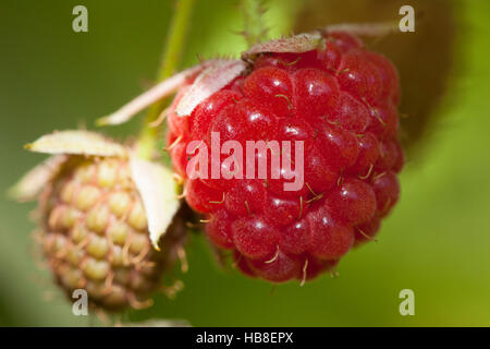 Framboisier (Rubus idaeus) sur bush, Rhénanie du Nord-Westphalie, Allemagne Banque D'Images