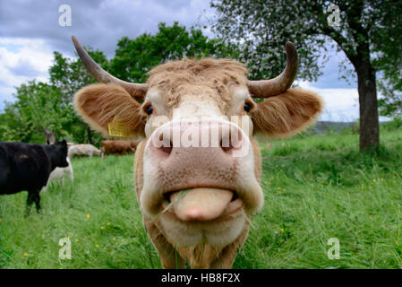 Tendre la langue de vache au pâturage, Bade-Wurtemberg, Allemagne Banque D'Images