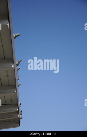 Columba livia domestica, pigeon domestique Banque D'Images