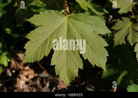 Acer pseudoplatanus erable Sycomore, Banque D'Images