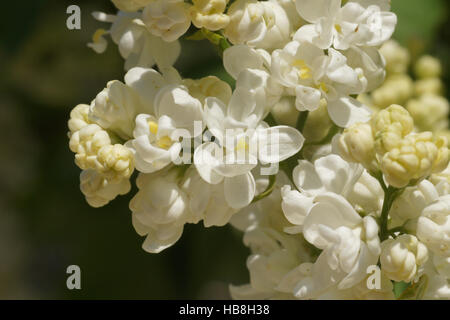 Syringa vulgaris Mme Lemoine, lilas Banque D'Images