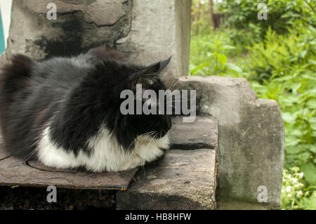 Chat posant dans la cour du village Banque D'Images