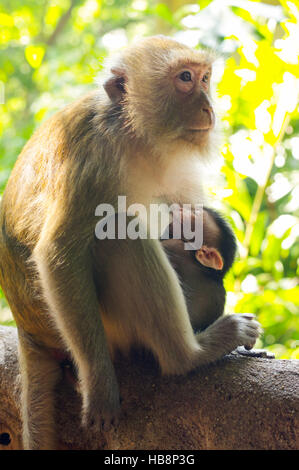 Petit bébé avec la mère et de l'alimentation, de l'alimentation singe macaque rhésus, Close up macaca en Thaïlande Banque D'Images