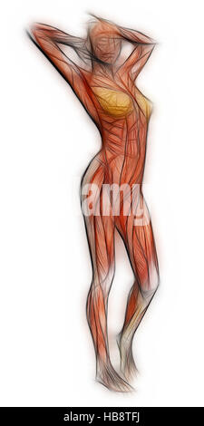 Anatomie humaine - Muscles femelle Banque D'Images