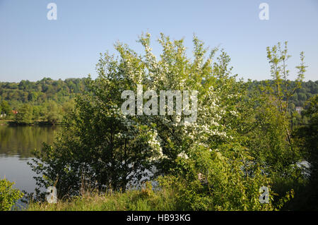 Crataegus monogyna, Single-ensemencement l'aubépine Banque D'Images