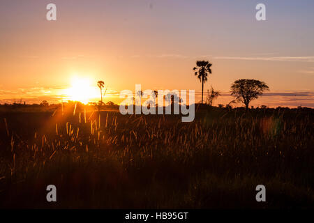 Coucher de soleil sur la pelouse et des arbres en Afrique Banque D'Images