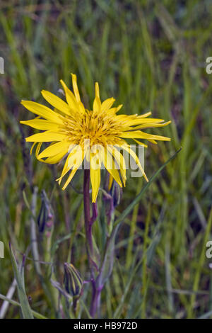 Salsifis des prés Tragopogon pratensis Banque D'Images