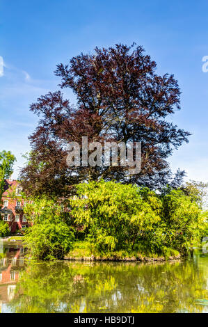 Parc Muskau dans la Haute Lusace Banque D'Images