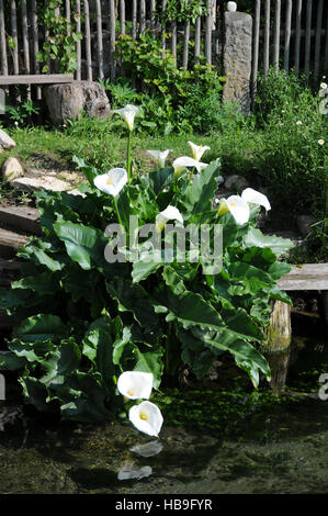 Zantedeschia aethiopica, Zantedeschia Banque D'Images