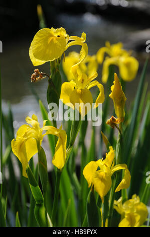 Iris pseudacorus, drapeau jaune Banque D'Images