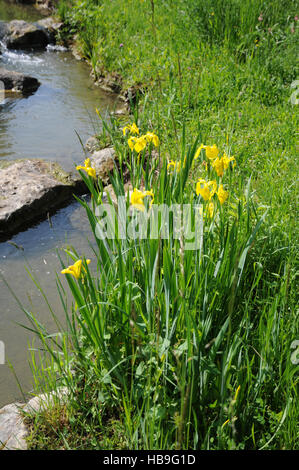 Iris pseudacorus, drapeau jaune Banque D'Images