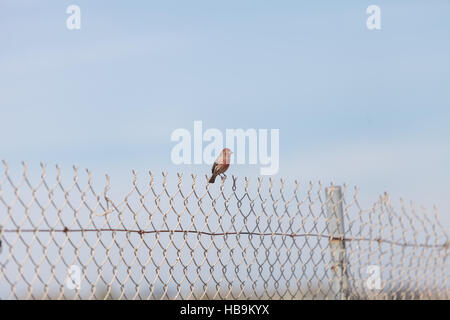Oiseau mâle Roselin familier Banque D'Images