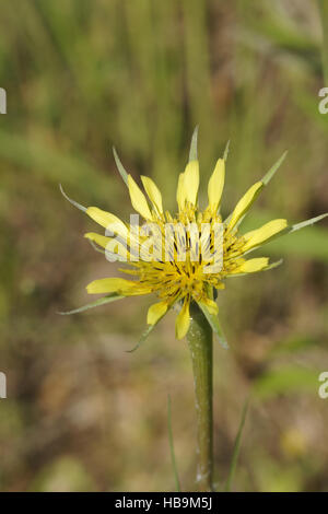 Tragopogon pratensis salsifis des Prés, Banque D'Images