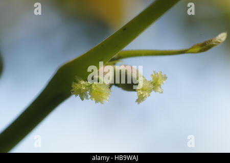 Juglans regia, noyer, fleurs femelles Banque D'Images