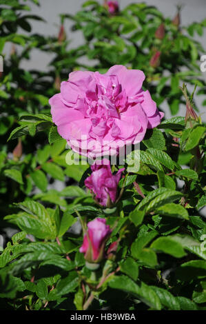 Rosa rugosa Rugosa rose Banque D'Images