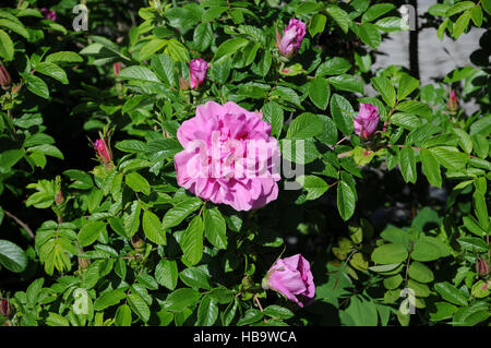 Rosa rugosa Rugosa rose Banque D'Images