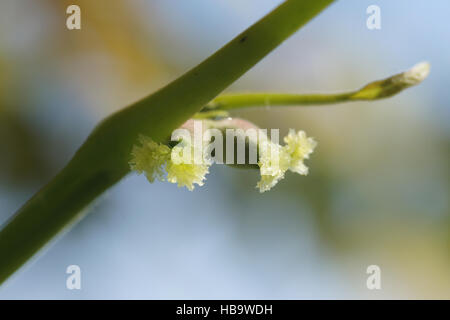 Juglans regia, noyer, fleurs femelles Banque D'Images