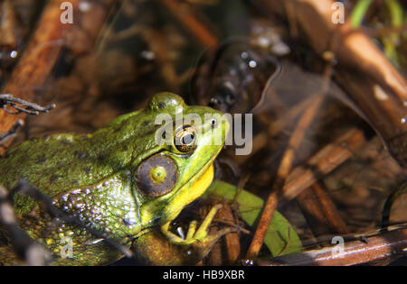 Le nord de la grenouille verte, assis dans l'eau l'État de New York, aux Etats-Unis. Banque D'Images