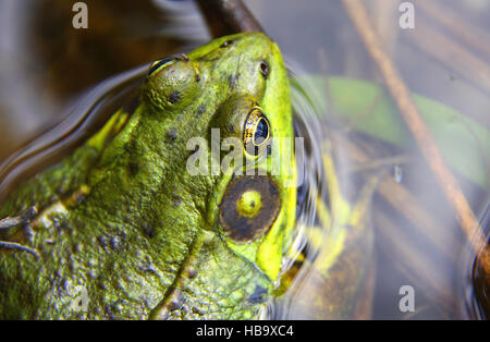 Grenouille verte du nord dans l'eau l'État de New York, aux Etats-Unis. Banque D'Images